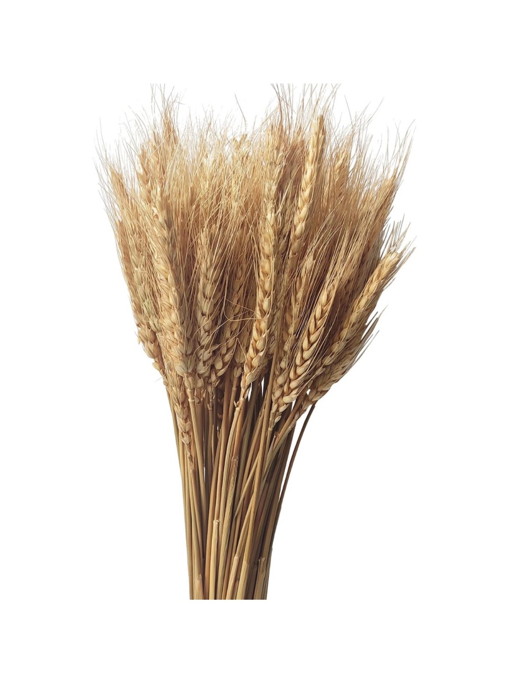 Dried Natural Wheat Stalks Bundle Home Decor & Crafts (100 Stems)